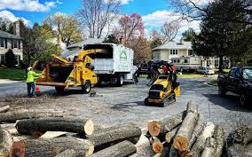 How Our Tree Care Process Works  in  Lionville, PA