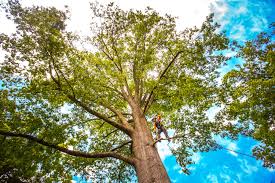 Best Fruit Tree Pruning  in Lionville, PA