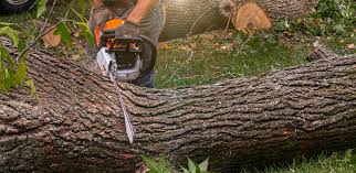 Best Palm Tree Trimming  in Lionville, PA