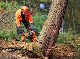 Best Utility Line Clearance  in Lionville, PA