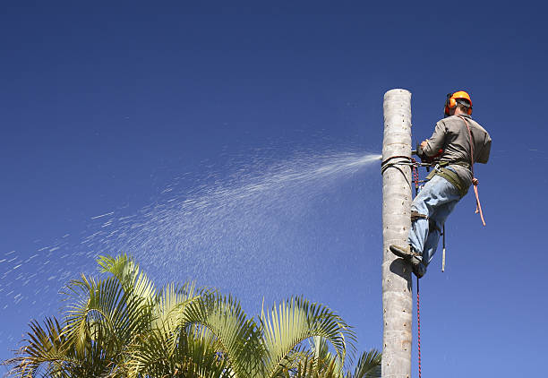 Best Emergency Tree Removal  in Lionville, PA