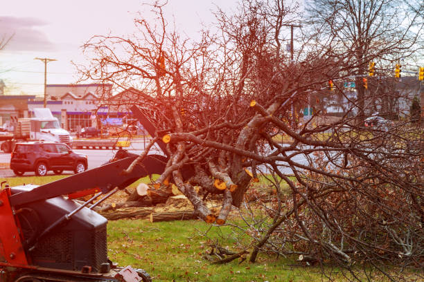 Best Tree Cabling and Bracing  in Lionville, PA