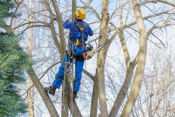 Lionville, PA Tree Care Company