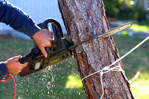 Best Tree Disease Treatment  in Lionville, PA
