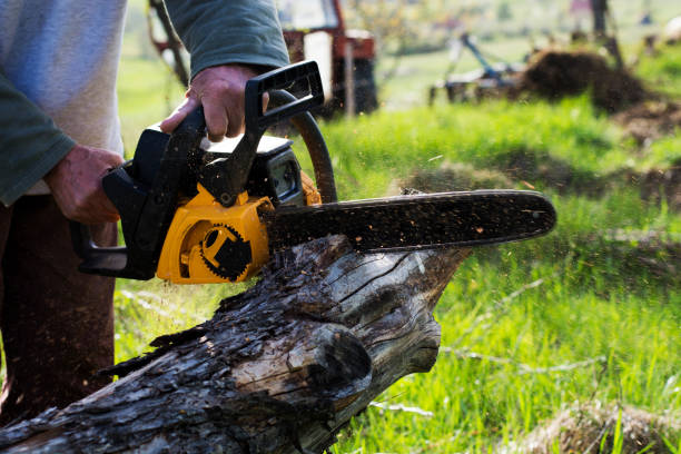 Best Tree and Shrub Care  in Lionville, PA