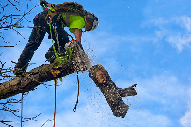 Best Tree Mulching  in Lionville, PA