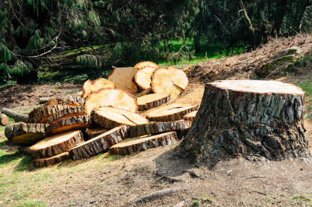 Seasonal Cleanup (Spring/Fall) in Lionville, PA